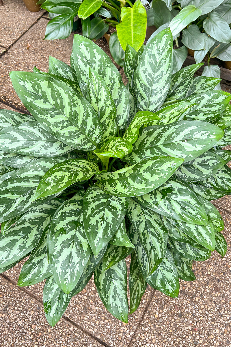 aglaonema mary ann Chinese Evergreen, Maria 6" – Chalet