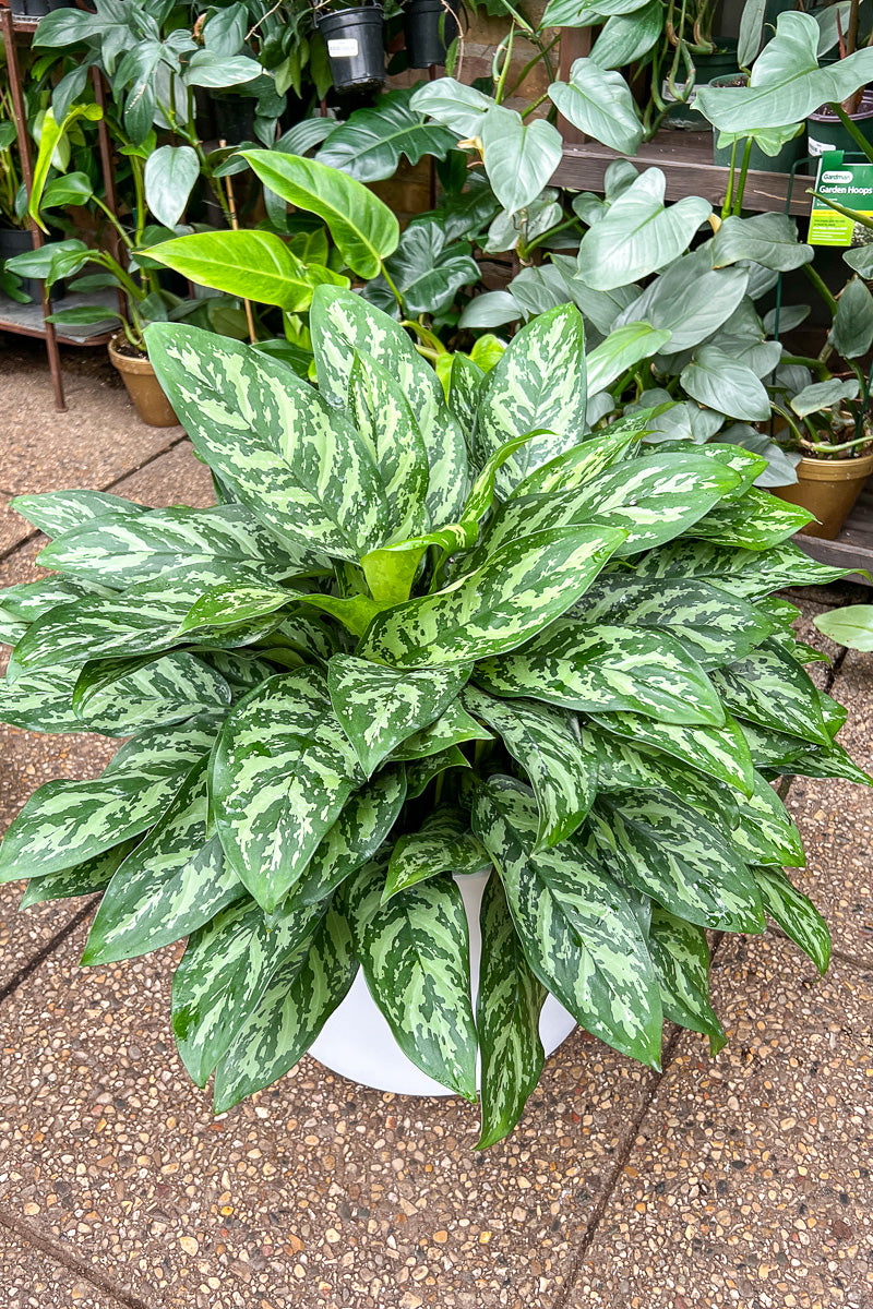 Chinese Evergreen, Maria 8"