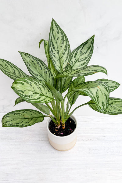 Chinese Evergreen, Silver Bay 4"