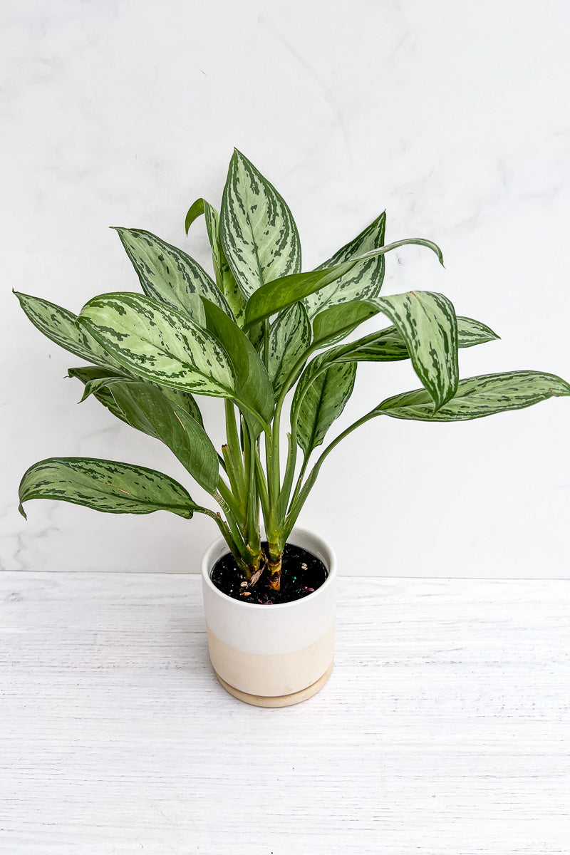 Chinese Evergreen, Silver Bay 4"