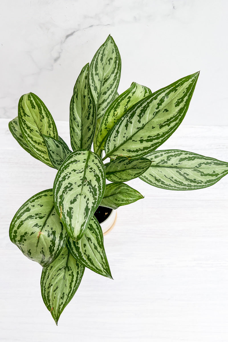 Chinese Evergreen, Silver Bay 4"