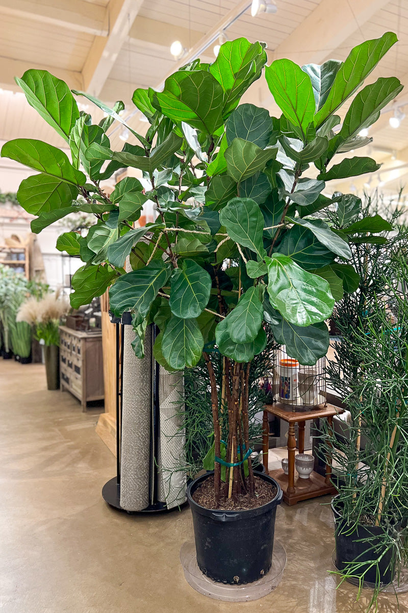 fiddle leaf fig at lowes Ficus, (Lyrata) Fiddle Leaf Fig 17" Standard – Chalet