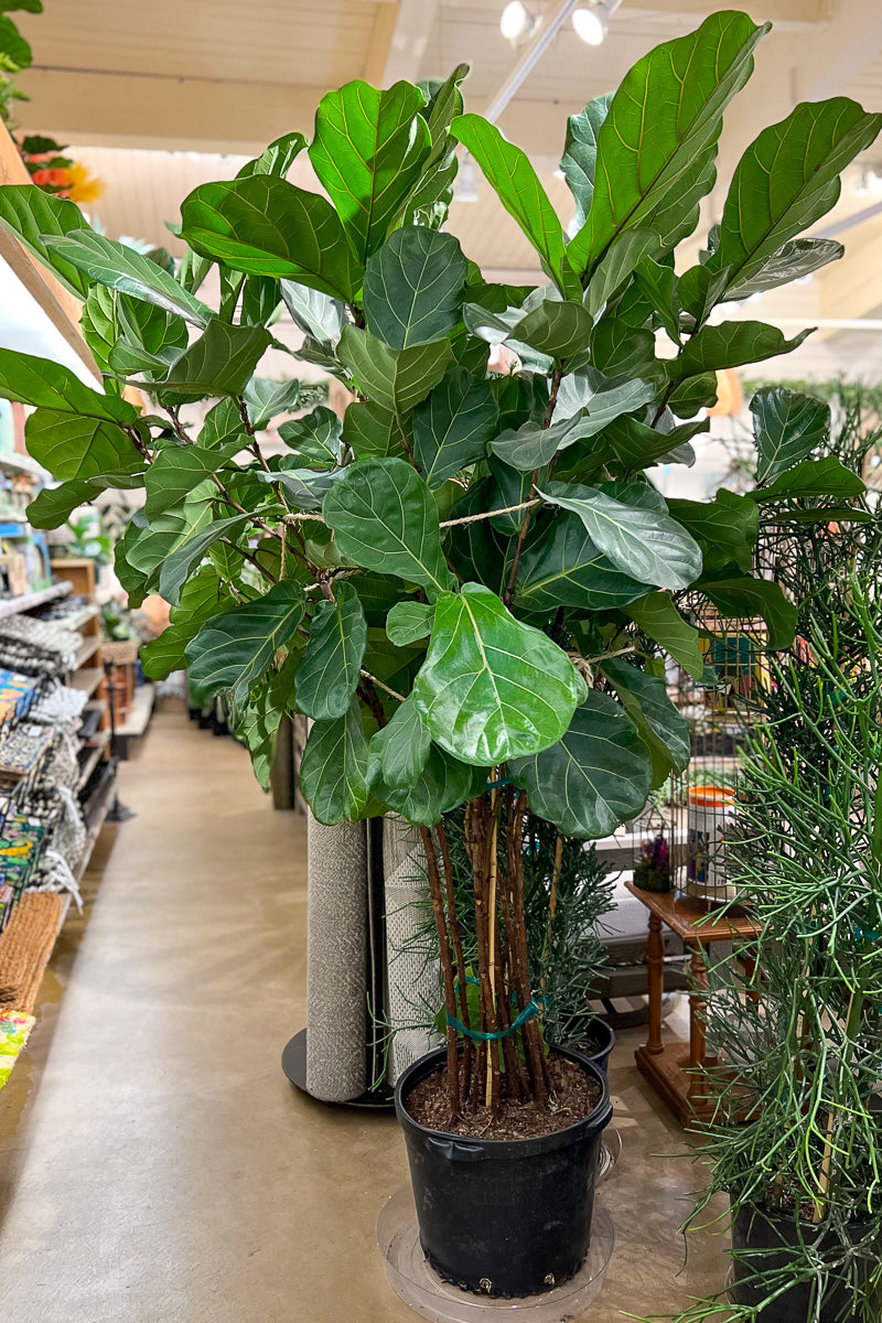 Ficus, Fiddleleaf Fig 17" Bush