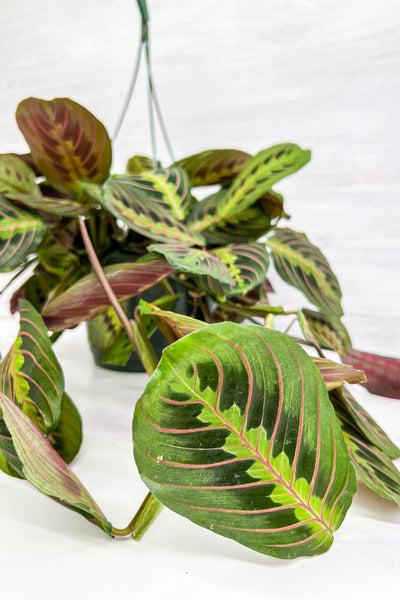 Prayer Plant, Red Veined 8" Hanging Basket