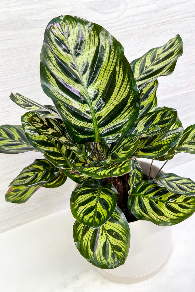 Calathea, Makoyana 6"