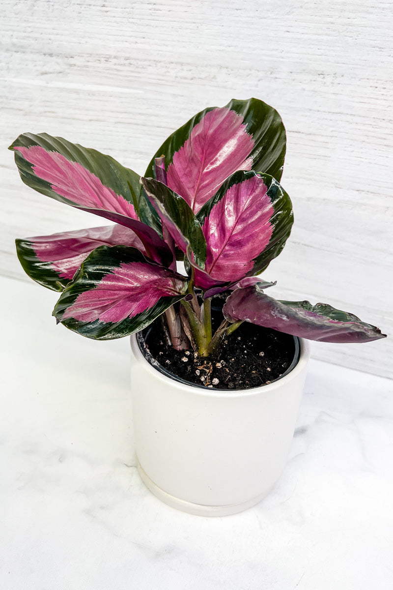 CALATHEA PINK STAR 6"