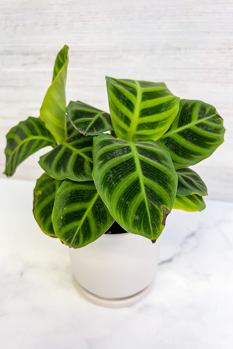 Calathea, Zebrina 4"