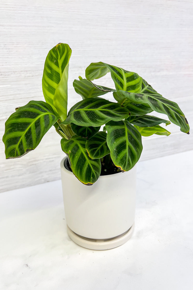 Calathea, Zebrina 4"