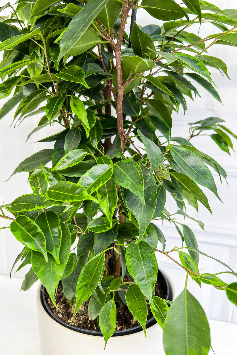 Ficus, Anastasia 17Cm Variegated