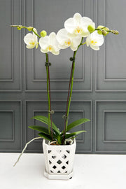 Orchid, Phalaeonopsis 2SP White 4"