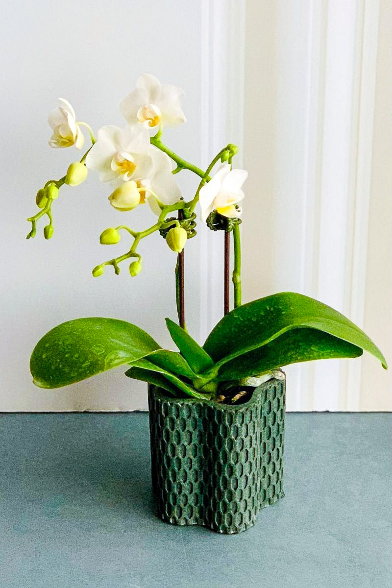 Orchid, Phalaenopsis Spp/Hyb White 2"