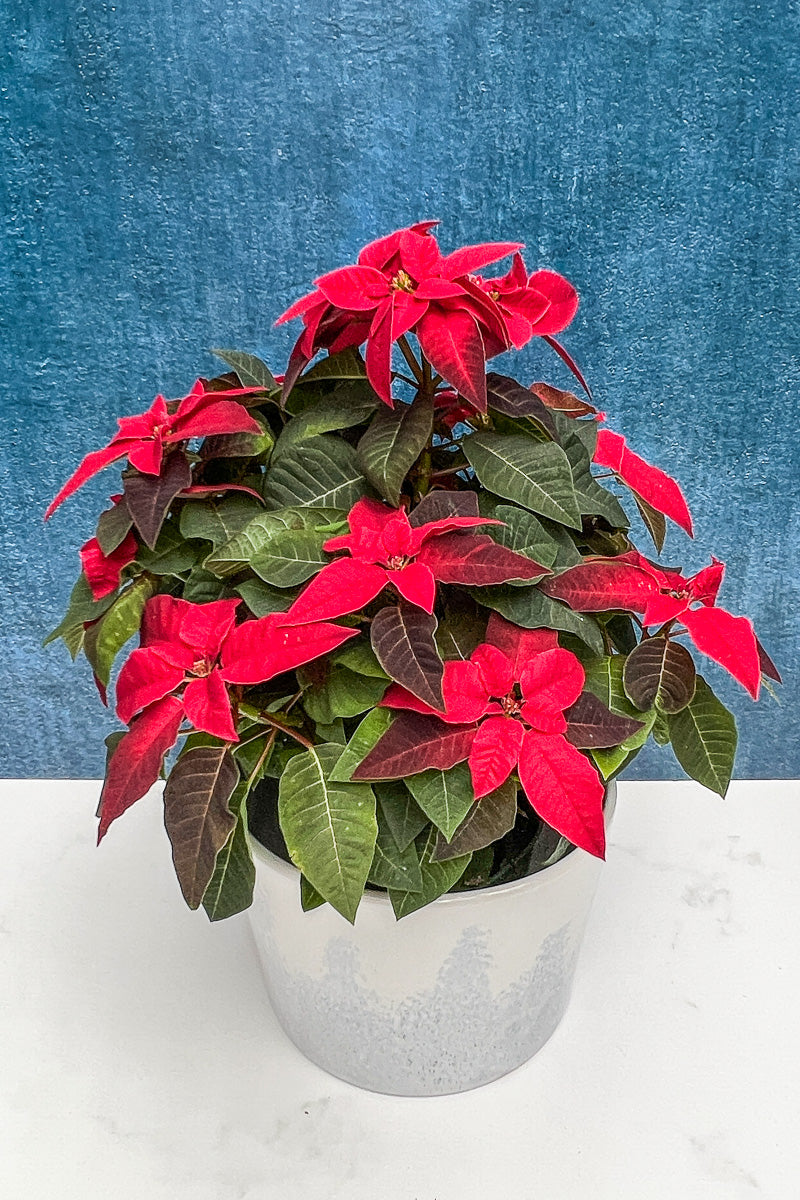 Poinsettia, Princettia Red 6"