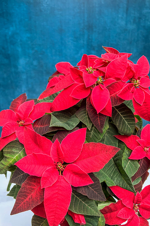 Poinsettia, Princettia Red 6"