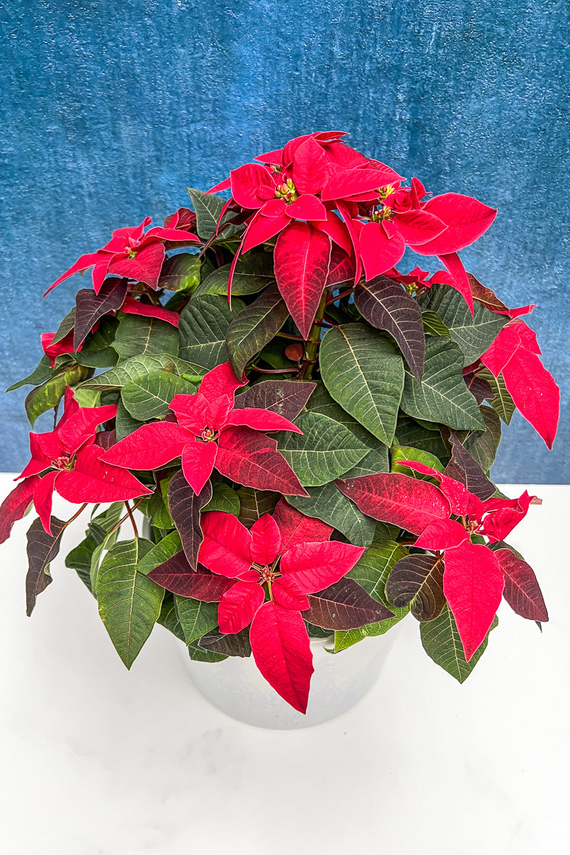 Poinsettia, Princettia Red 6"