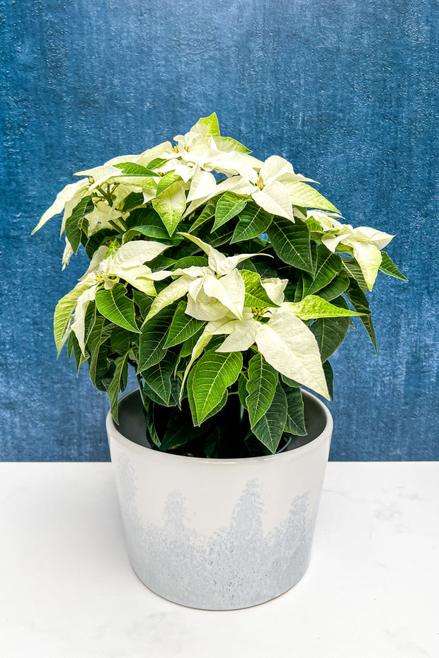 Poinsettia, Princettia White 6"