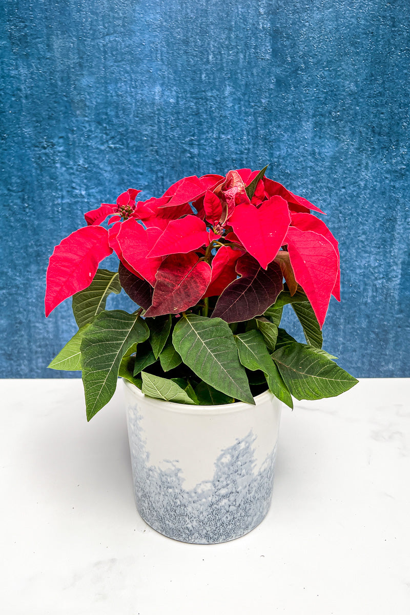 Poinsettia, Princettia Red 4"