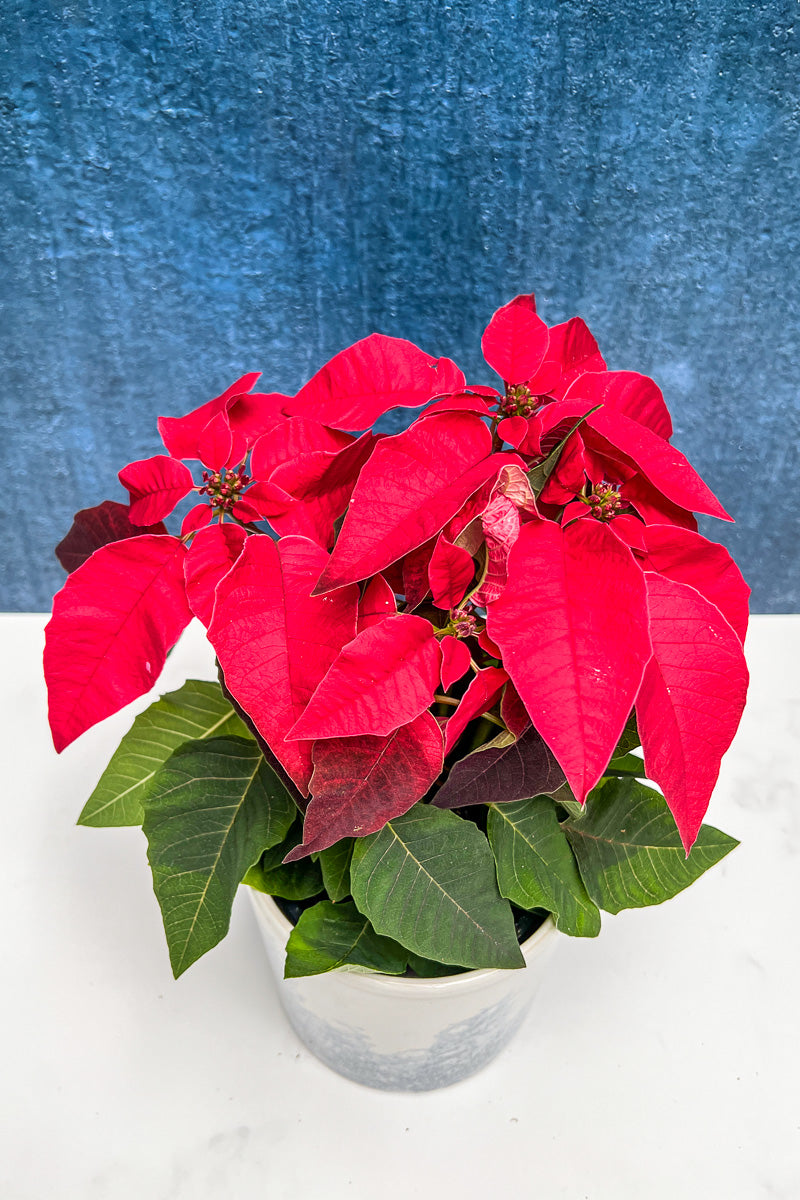 Poinsettia, Princettia Red 4"