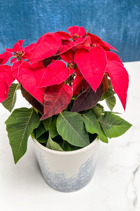 Poinsettia, Princettia Red 4"