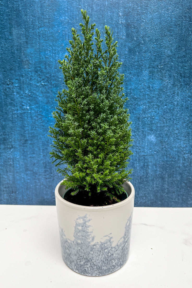 Green Cypress, 4"
