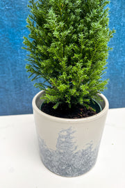Green Cypress, 4"