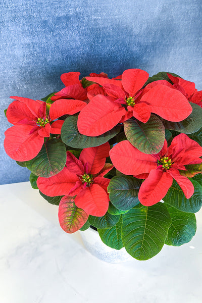 Poinsettia, Christmas Mouse Red 6"