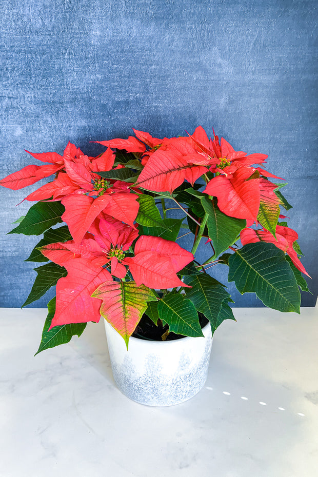 Poinsettia, Ice Punch 6"