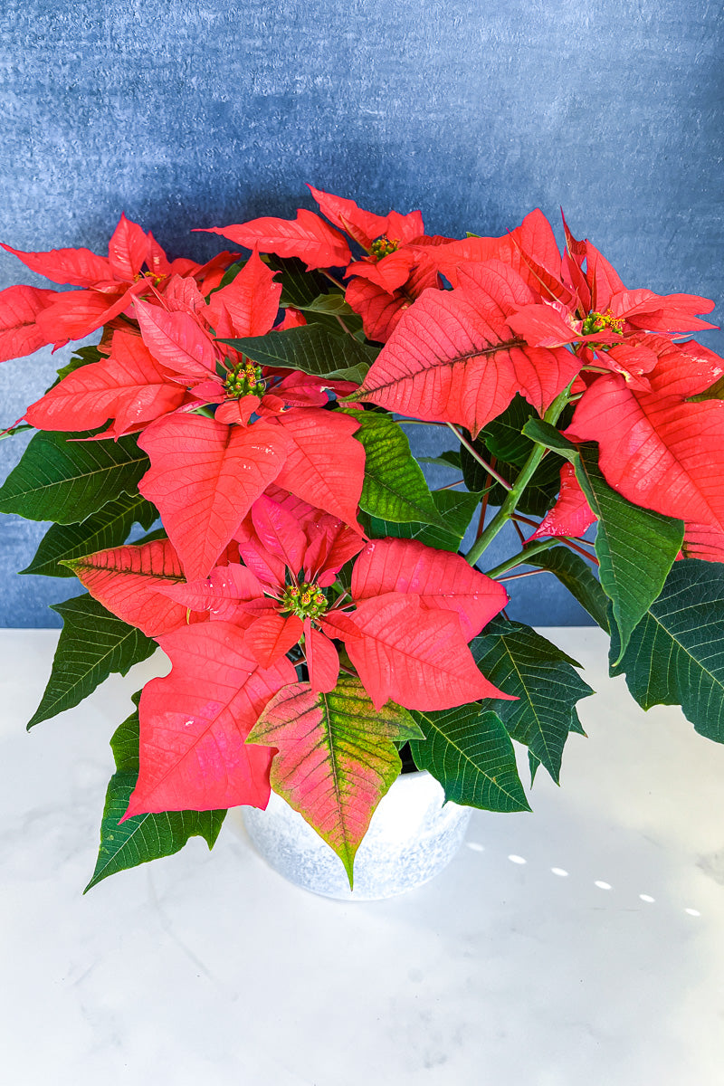 Poinsettia, Ice Punch 6"