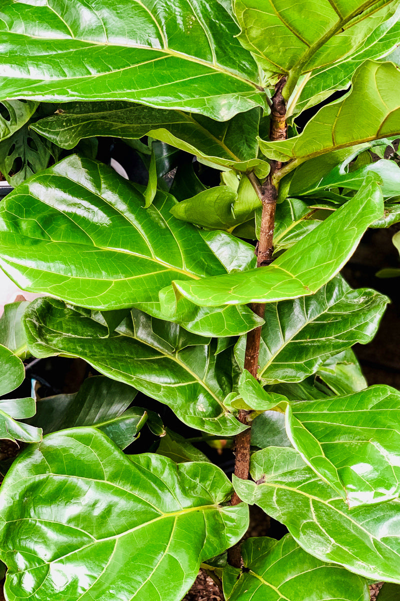 Ficus, Fiddleleaf Fig 10"