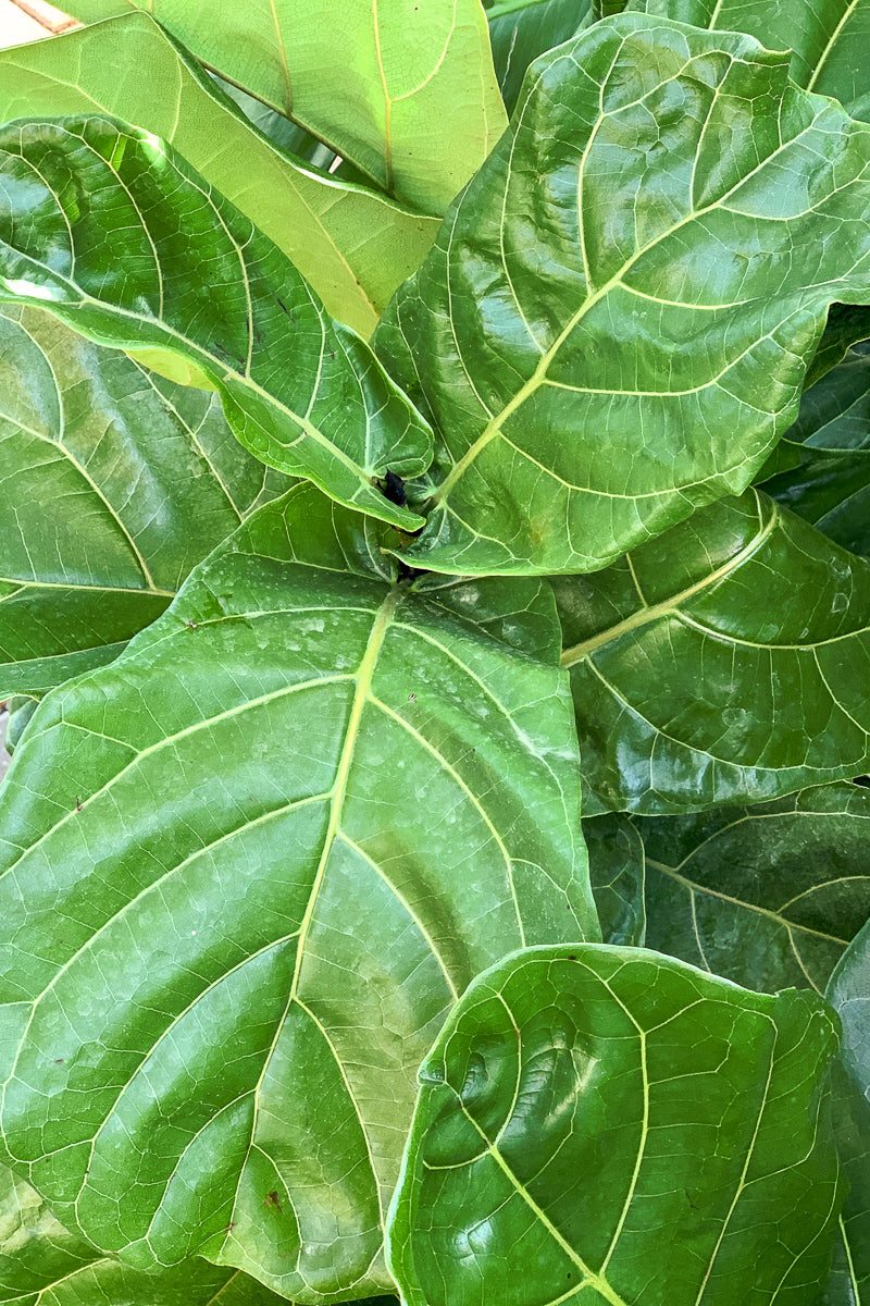 Ficus, Fiddleleaf Fig 17" Standard