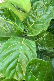 Ficus, Fiddleleaf Fig 17" Std