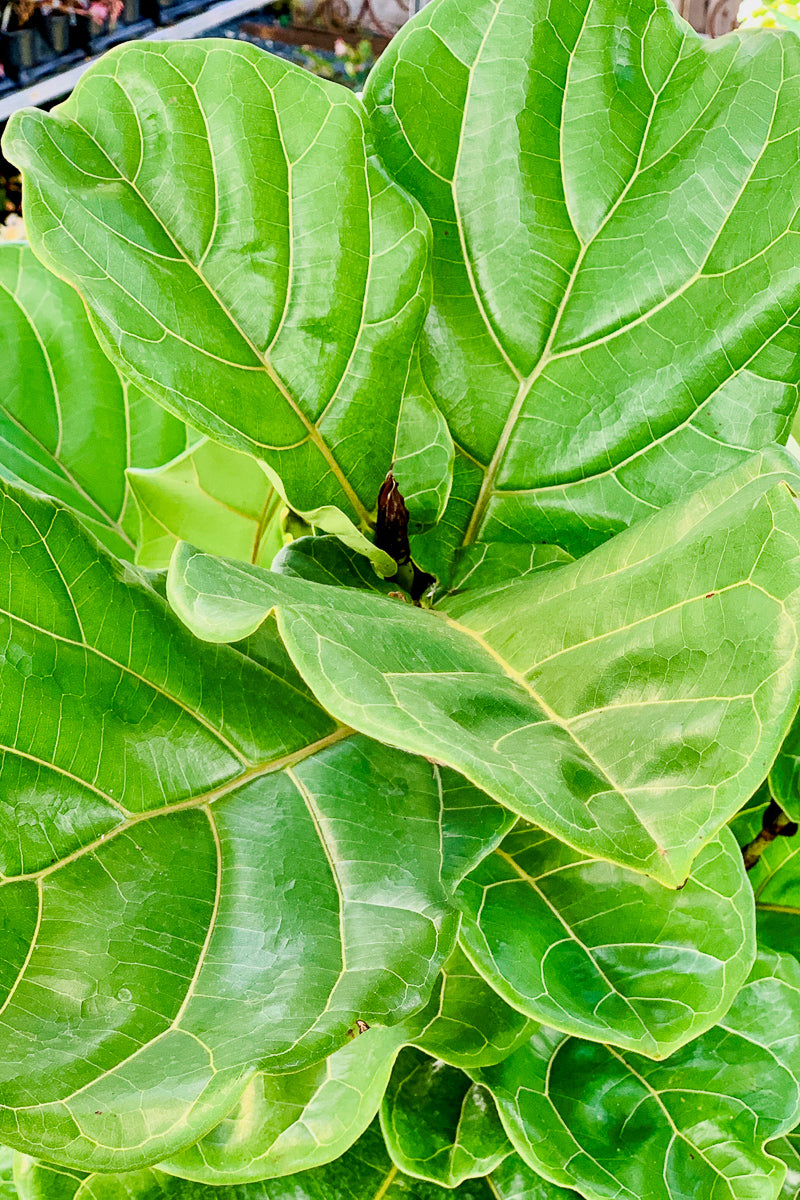 Ficus, Fiddleleaf Fig 14" Std