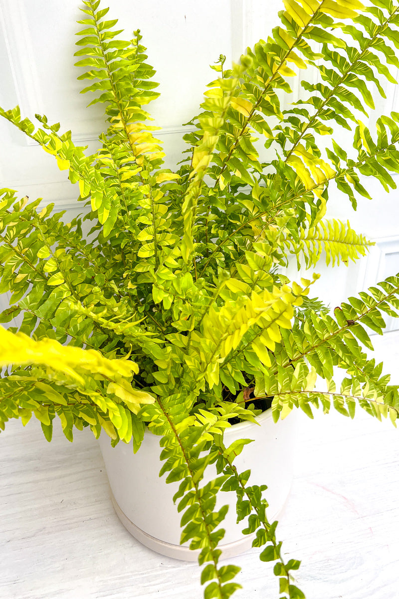 Fern, Boston Tiger Stripe 10" Hanging Basket