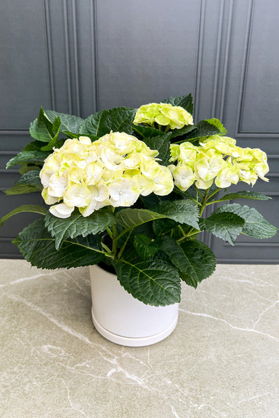 Hydrangea, Florist's Green 6.5"