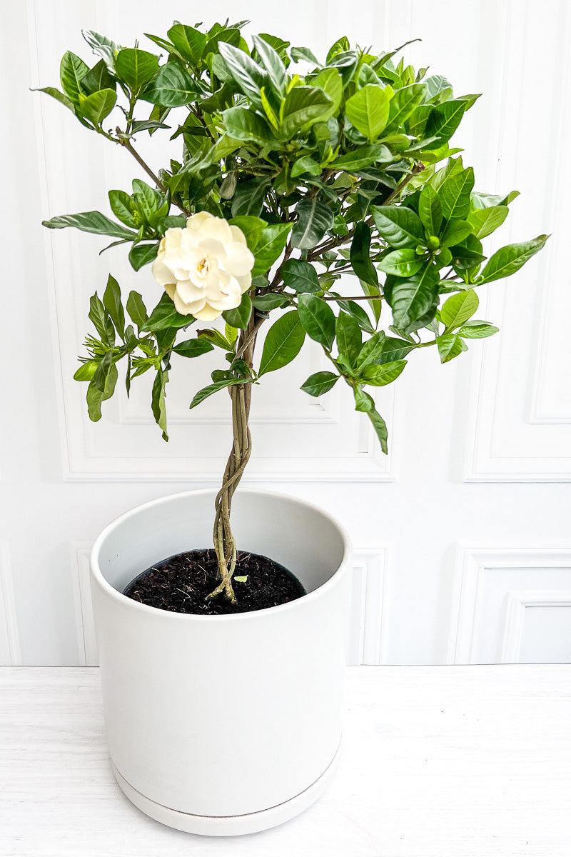 Gardenia, 8" Topiary