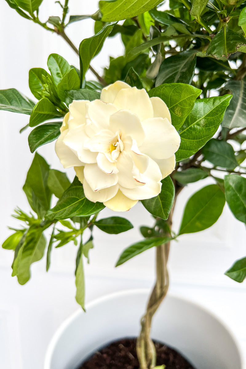 Gardenia, 8" Topiary