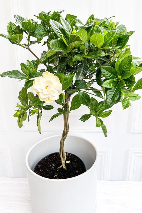 Gardenia 8" Tree Form