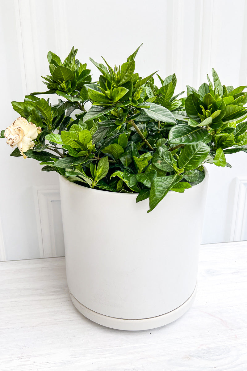 are gardenias indoor plants Gardenia, 6" – Chalet