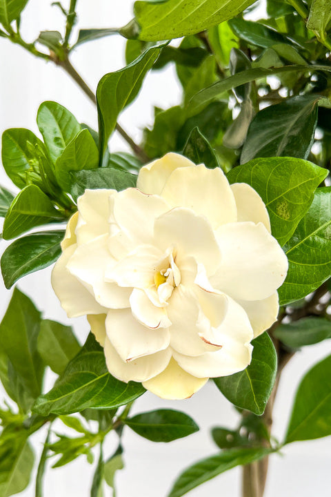 Gardenia 8"