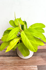 Philodendron, Mayala Gold 17Cm