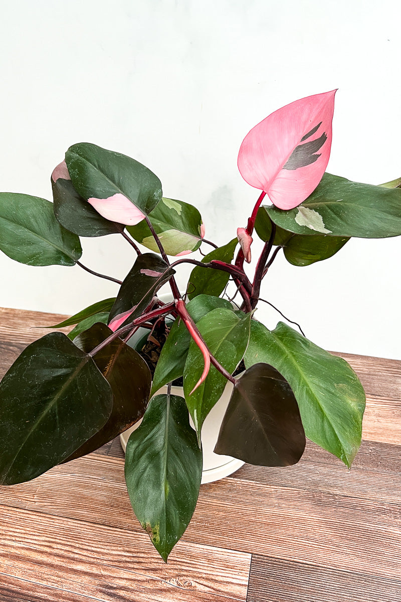 pink and green philodendron Philodendron, Rare Pink Princess 6"