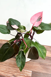 Philodendron, Rare Pink Princess 6"