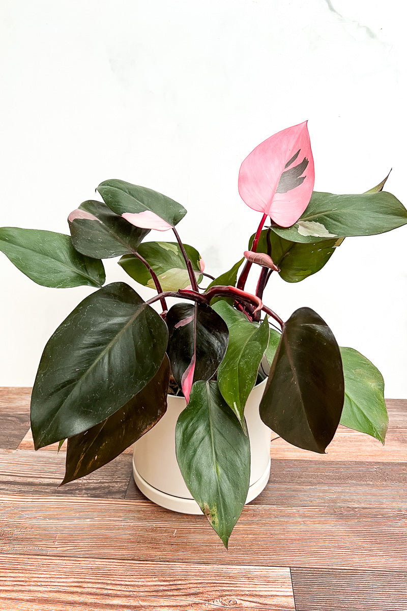 Philodendron, Rare Pink Princess 6"