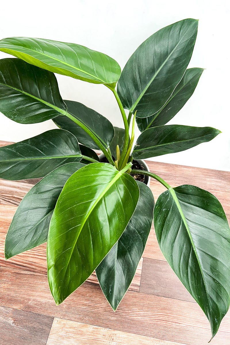 Philodendron, Imperial Green 10"