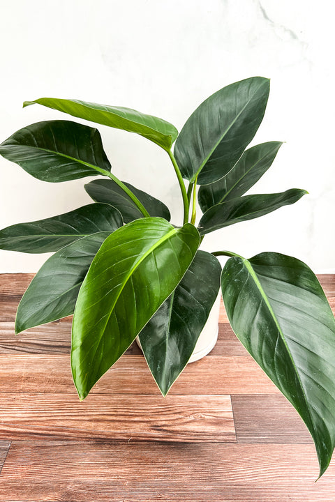 Philodendron, Imperial Green 10"