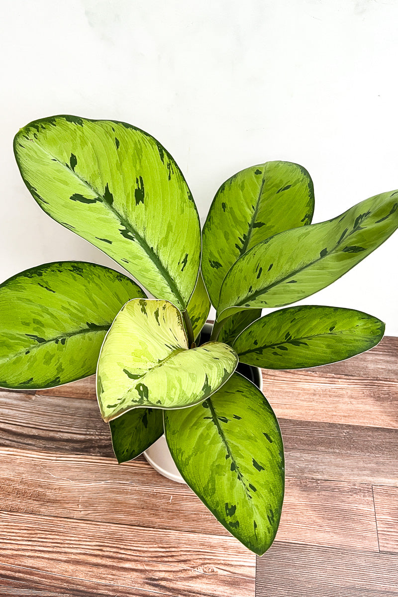 Homalonema, Selby 6"