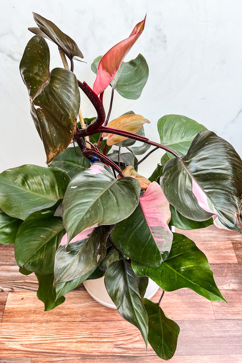 Philodendron, Rare Pink Princess 10"