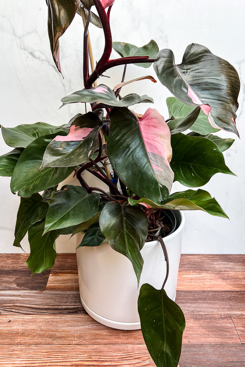 Philodendron, Rare Pink Princess 10"