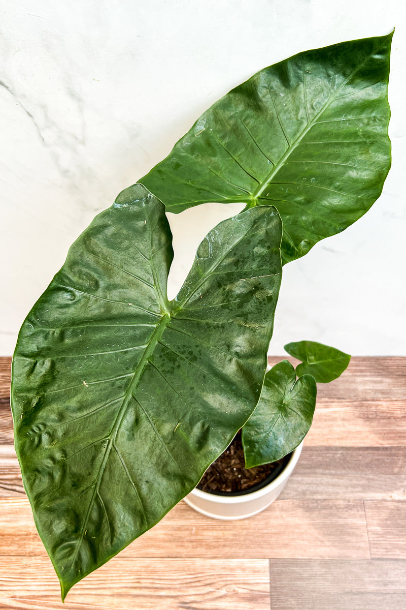 Alocasia, Dark Star 8"