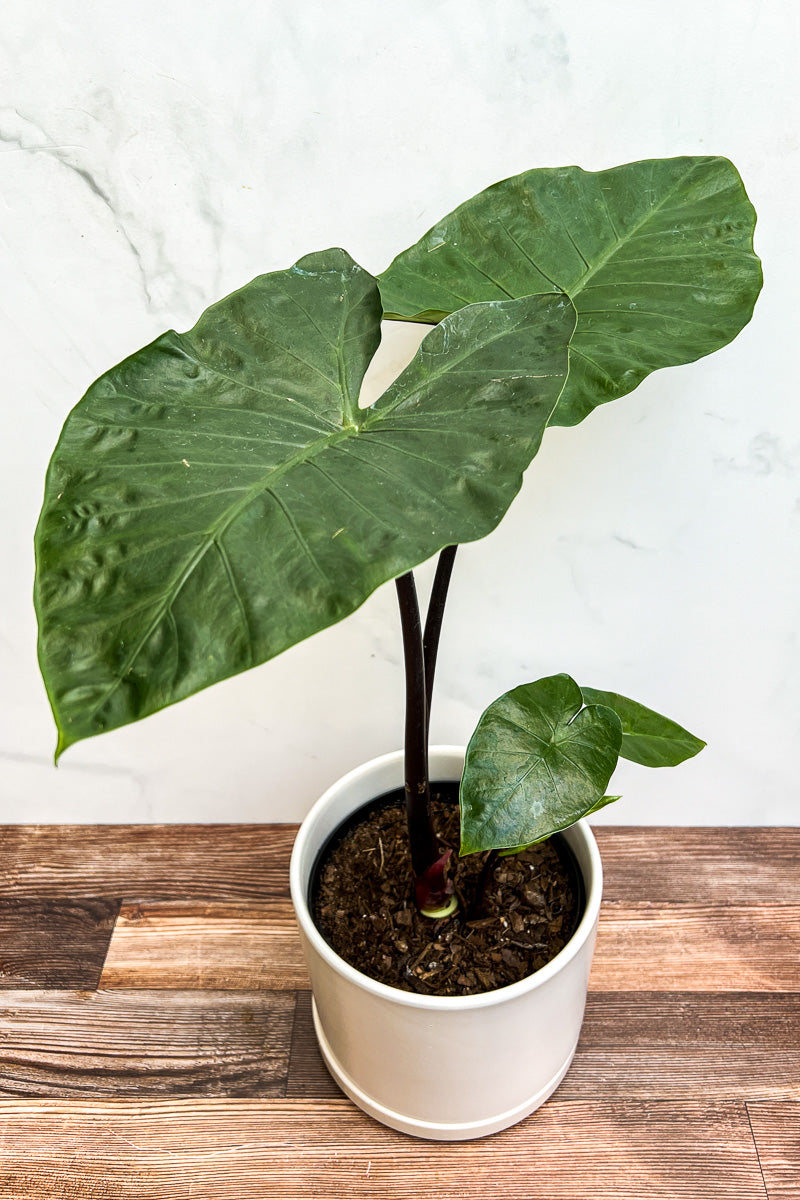 Alocasia, Dark Star 8"