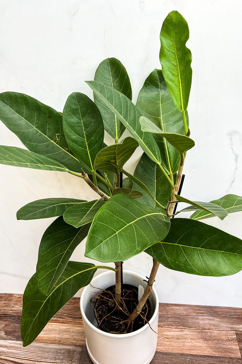 Ficus Roy 17Cm